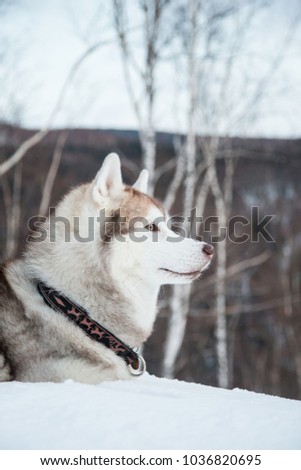 Close-up portrait of topdog Husky male liying in winter forest. Profile portrait of attentive Beige and White Siberian husky is on the snow on Sakhalin Island in Russia.