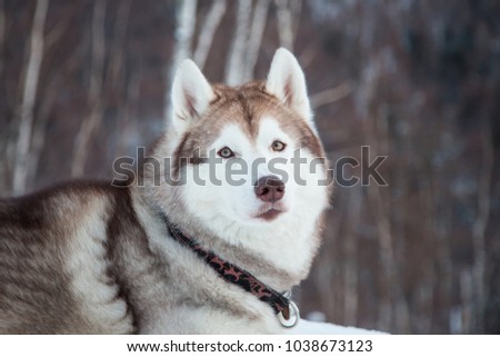 Close-up portrait of topdog Husky male liying in winter forest. Portrait of beautiful Beige and White Siberian husky dog is on the snow on Sakhalin Island in Russia.