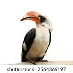 Close-up portrait of Toucan. A bird with a large beak sitting on a wooden log. The bird is black and white with a red beak