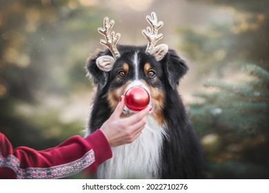 Close-up portrait of a tricolor Australian Shepherd in toy shiny antlers against the backdrop of burning lights and fluffy Christmas trees. Girl holding a red Christmas ball in front of the dog's nose
