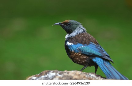 Close-up portrait of Tui - Prosthemadera novaeseelandiae - a famous New Zealand endemic honeyeater with yellow pollen on forehead, sticking tongue out, in a blurred green background, in New Zealand - Powered by Shutterstock