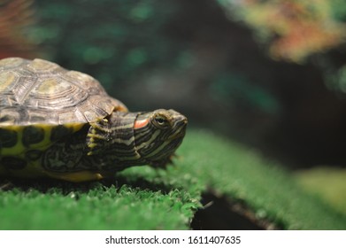 close-up portrait of a turtle