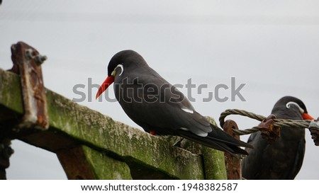 closeup portrait of two inca tern bird (Larosterna inca) sitting on a metal bar 