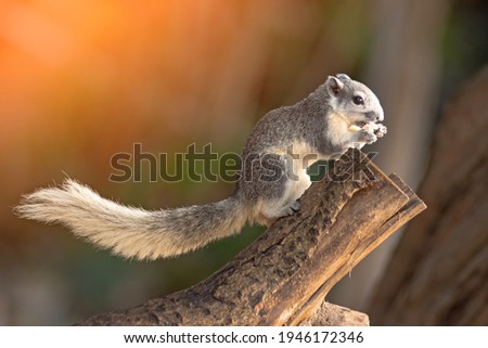 Closeup portrait of variable squirrel Callosciurus finlaysonii, sitting on a tree branch in a Thailand park Stock photo © 