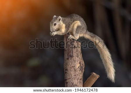 Closeup portrait of variable squirrel Callosciurus finlaysonii, sitting on a tree branch in a Thailand park Stock photo © 