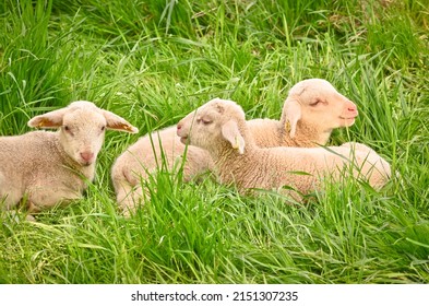 Closeup portrait of very cute, flurry wooly white lambs in the green grass
