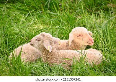 Closeup portrait of very cute, flurry wooly white lambs in the green grass