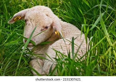 Closeup portrait of a  very cute, flurry wooly white lamb in the green grass