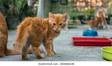 Close-up Portrait Of A Very Cute Orange Cat, Playing In The Yard Area Of ​​the House