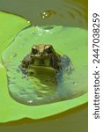 Close-Up Portrait View Of A Cute Frog On Lotus Leaf In A Calm Water Garden Pond