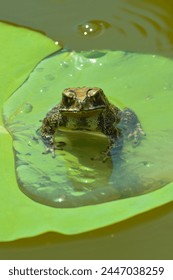 Close-Up Portrait View Of A Cute Frog On Lotus Leaf In A Calm Water Garden Pond