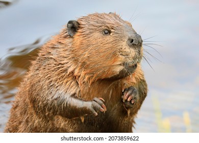 A close-up portrait view of a North American beaver, Quebec, Canada