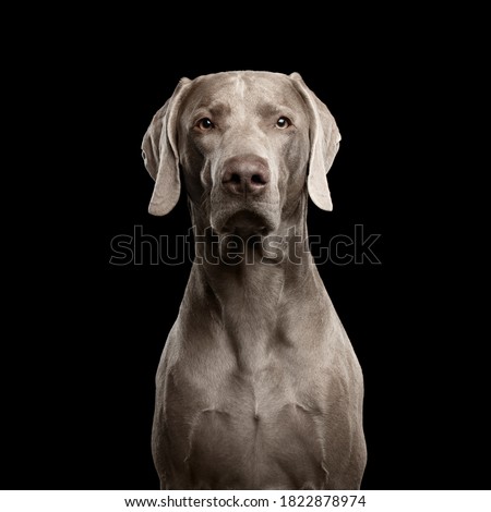 Similar – pursuer Dog Looking Snout