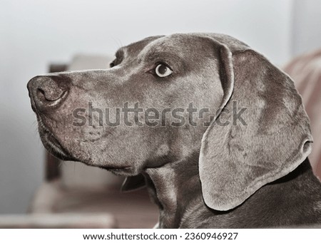 Similar – Pass auf! Hund Weimaraner