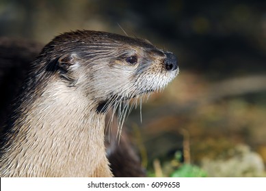 Close-up Portrait Of A Wet Northern River Otter