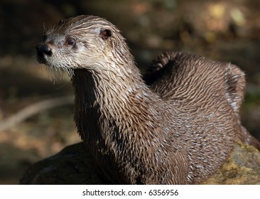 Close-up Portrait Of A Wet Northern River Otter