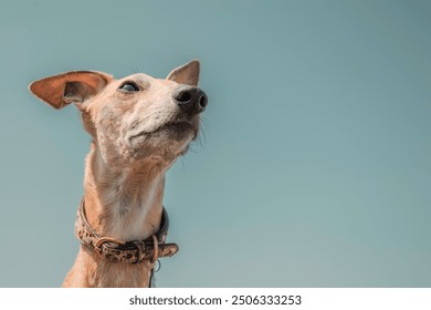 Close-up portrait of a whippet dog gazing with a focus on its gentle expression, sandy face and curious nose against clear blue sky background – minimalistic pet photography, natural summer light - Powered by Shutterstock