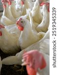 Closeup portrait of White hen at poultry farm, Layer farm, Group of healthy white chicken in poultry farm closeup, hen face closeup in farm, poultry, layer hens for eggs, poultry and livestock Chicken