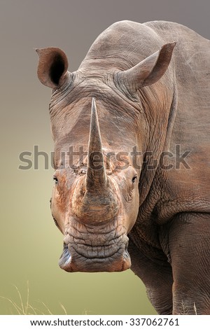 Close-up portrait of White Rhinoceros; Ceratotherium Simum; South Africa