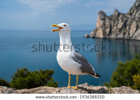 Close-up portrait of white Seagull with wide open yellow beak. The Larus Argentatus or the European herring gull. One of the best known of all gulls of Europe