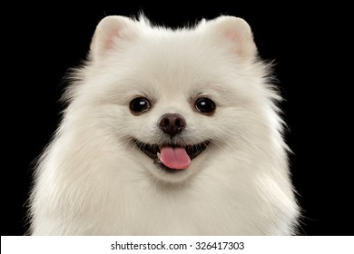 Closeup Portrait of White Spitz Dog on Black Background