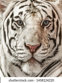 Closeup And Portrait Of White Tiger Face And Focus To Eyes.