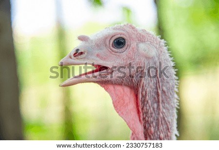 Close-up portrait of a white turkey.