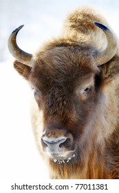close-up portrait of wild bison in winter