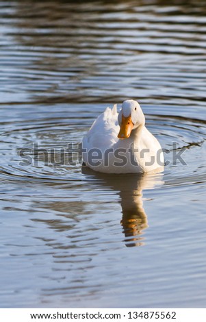 Similar – Foto Bild Wilde graue Ente auf dem See