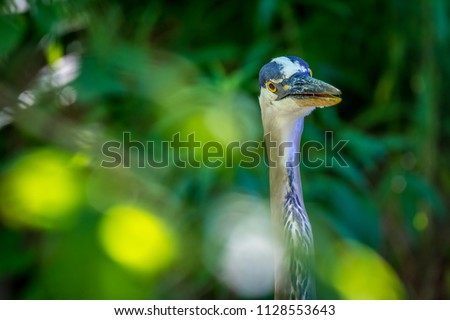 Similar – Foto Bild Lustiges Porträt einer Gans, die auf die Kamera vor der Kamera schaut.