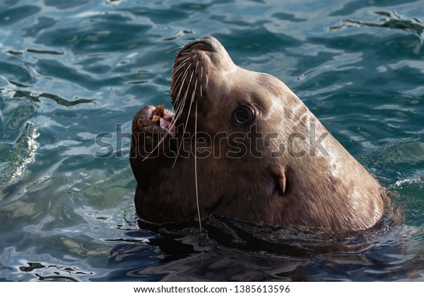 Closeup portrait of wild Steller Sea Lion or\
Northern Sea Lion (Eumetopias Jubatus) with open mouth and teeth\
fangs swims in cold waves Pacific Ocean. Avacha Bay, Kamchatka\
Peninsula, Russia.
