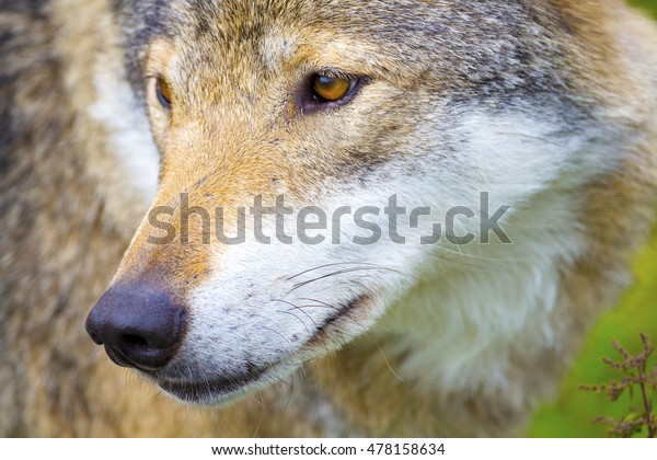 Closeup Portrait Wolf Head Stock Photo 478158634 | Shutterstock