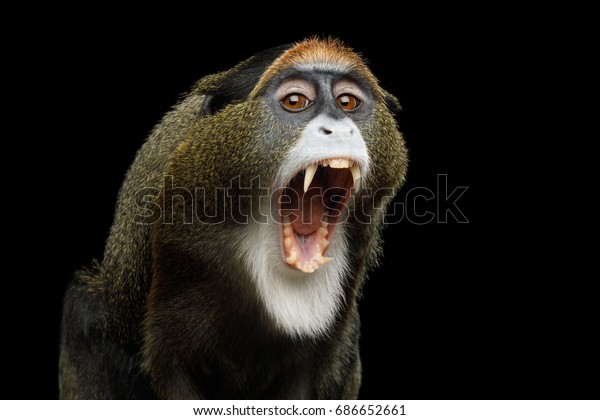 分離型黒い背景にあくびをするデブラザの猿の接写 歯を見せる の写真素材 今すぐ編集