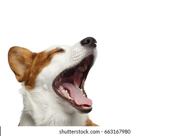 Close-up Portrait Of Yawn Welsh Corgi Cardigan Dog With Happy Face On Isolated White Background, Profile View