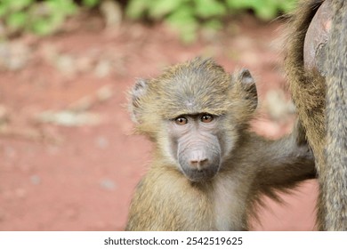 The close-up portrait of a yellow baboon baby - Powered by Shutterstock