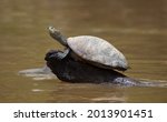 Closeup portrait of Yellow-spotted river turtle (Podocnemis unifilis) sitting on top of log surrounded by water Pampas del Yacuma, Bolivia.