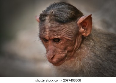 Close-up portrait of a young bonnet macaque monkey in Hampi, India