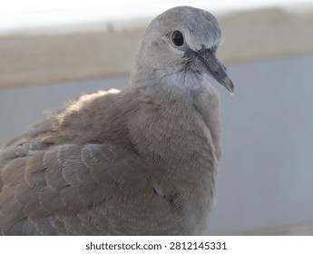 Close-up portrait of a young Eurasian collared dove with fluffed feathers sitting on the ground