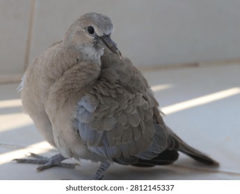 Close-up portrait of a young Eurasian collared dove with fluffed feathers sitting on the ground