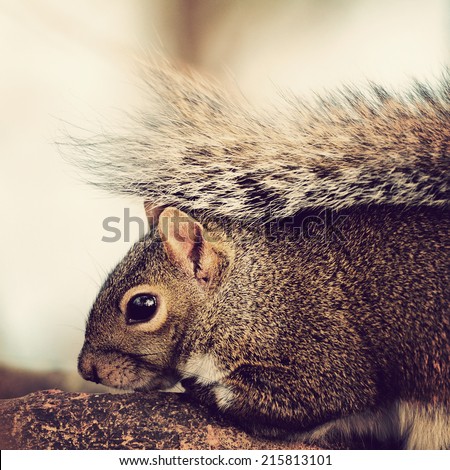 Closeup portrait of a young grey squirrel on a tree branch with instagram-type filter effect added for vintage, retro look.