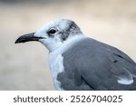 A closeup portrait of a young Laughing Gull (leucophaeus atricilla). 