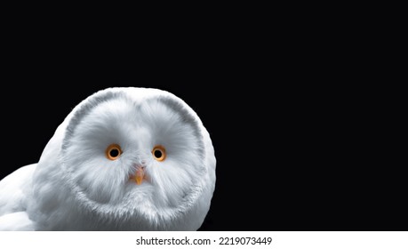 Close-up portrati of a white owl with orange eyes and a yellow beak, black background, minimalism, copy space, horizontal (Picture 2 of 3) - Powered by Shutterstock