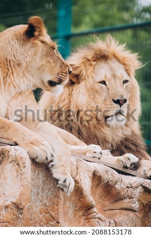 Close-up Portreit Male and Female Lion Sitting on Rock in Zoo Majestic African Lion Couple Loving Pride of Jungle Mighty Wild Animal of Africa in Nature Lion King High Quality Images