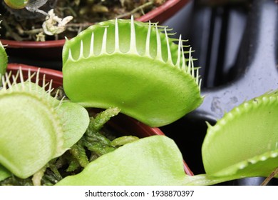 Closeup Of Potted Venus Fly Trap Plants.