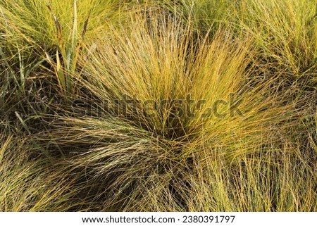 Closeup of prairie dropseed grass in autumn at Linne Woods in Morton Grove, Illinois