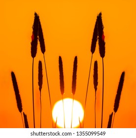 Closeup Prairie Grass Silhouette On A Red Sunset Background