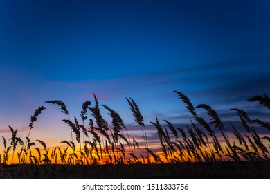 Closeup Prairie Grass Silhouette On The Dramatic Evening Sky Background