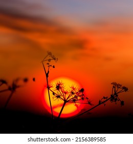 Closeup Prairie Grass Silhouette On Dramatic Sunset Background