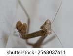 A closeup of a praying mantis looking at the camera