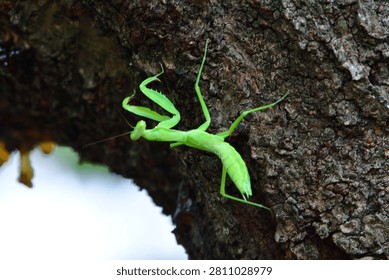 Close-Up of a Praying Mantis on Tree Bark